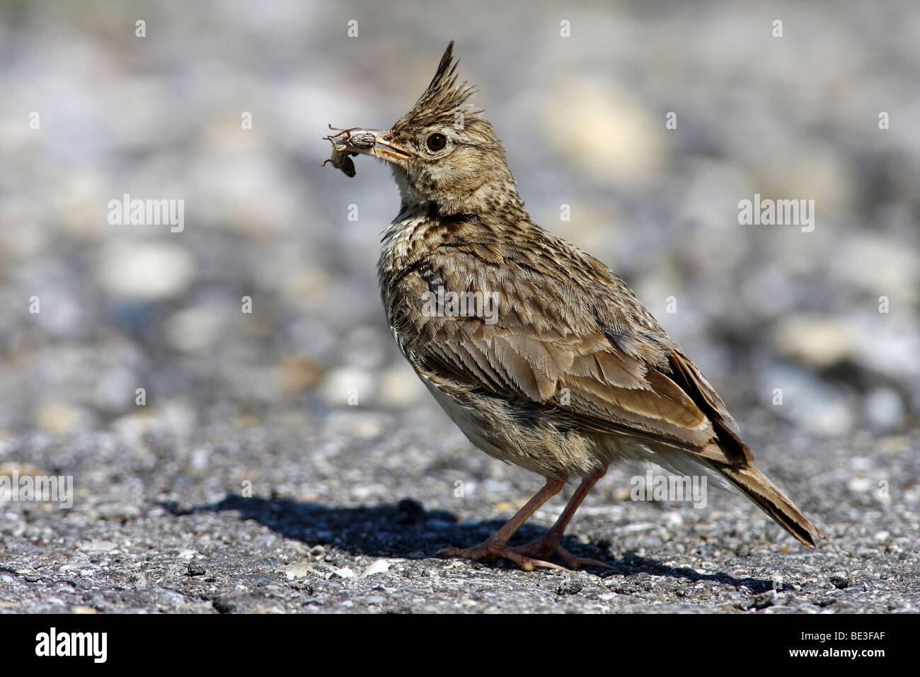 Crested lark (Galerida cristata), Adulto con il cibo nel becco Foto Stock