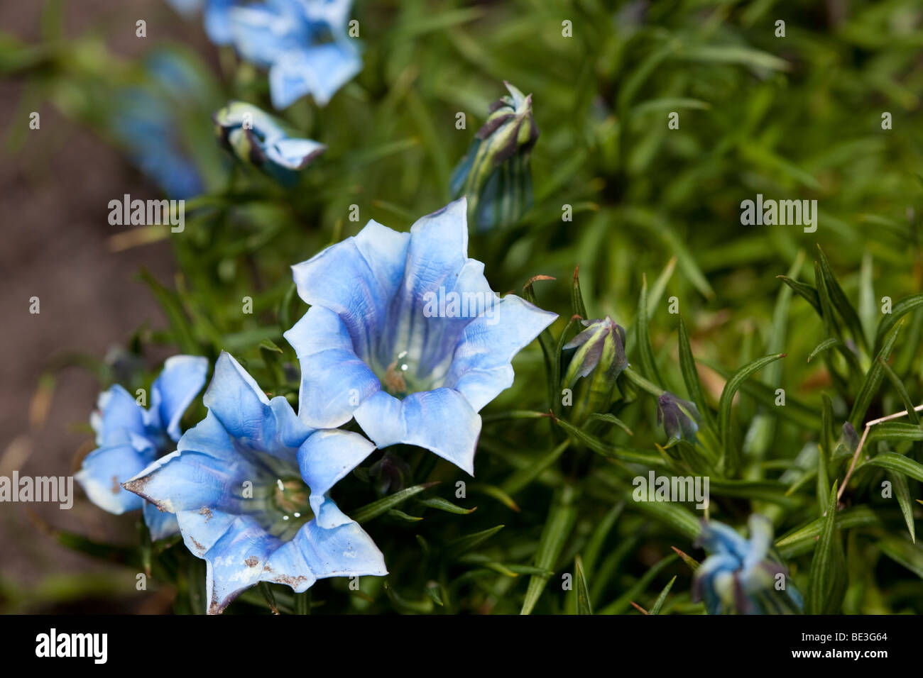 "Blu" di seta cinese appariscente genziana, Höstgentiana (Gentiana sino-ornata) Foto Stock