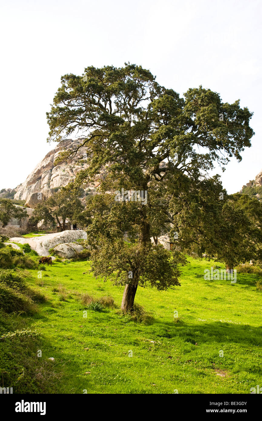 Querce da Sughero, paesaggio, Aggius, Sardegna, Italia, Europa Foto Stock