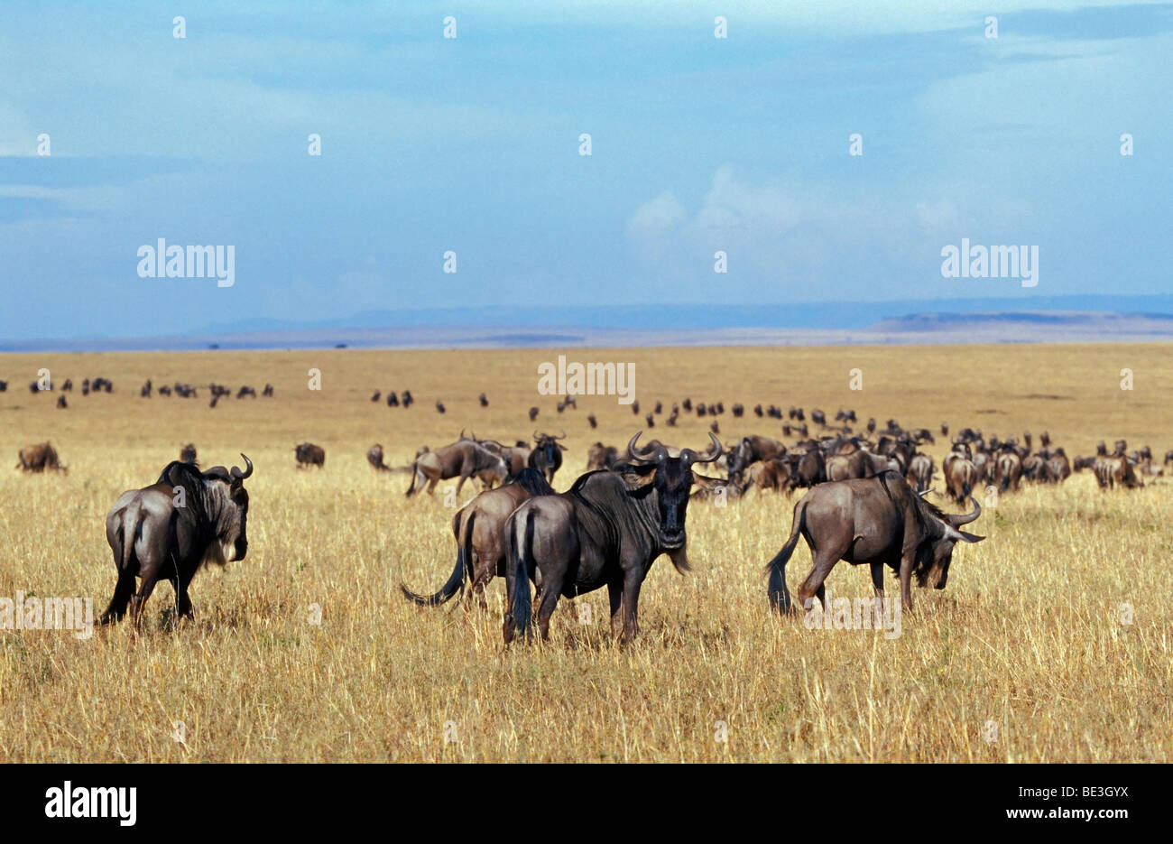 Wildebeests (Connochaetes), la migrazione degli animali, il Masai Mara, Kenya, Africa Foto Stock