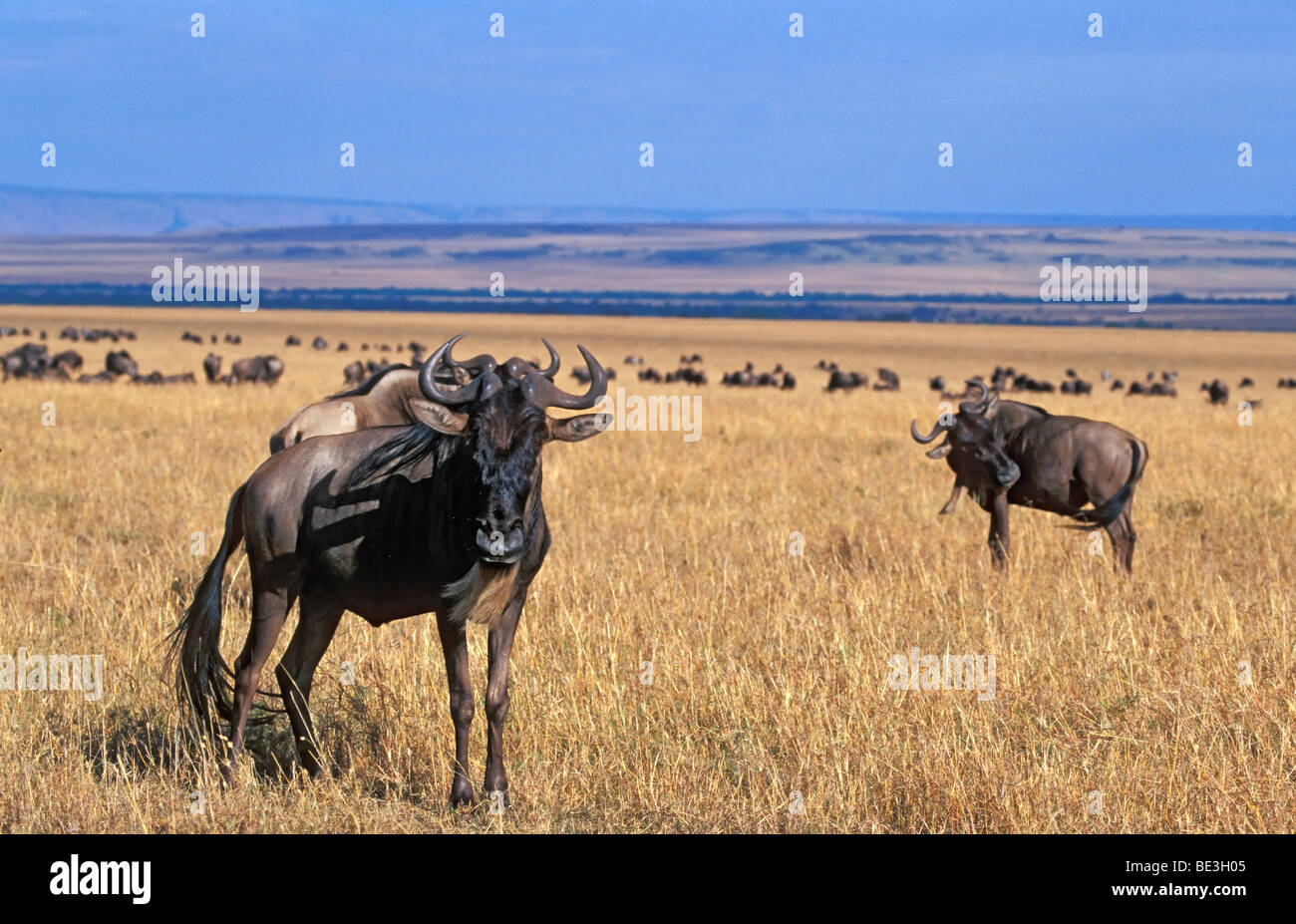 Wildebeests (Connochaetes), la migrazione degli animali, il Masai Mara, Kenya, Africa Foto Stock