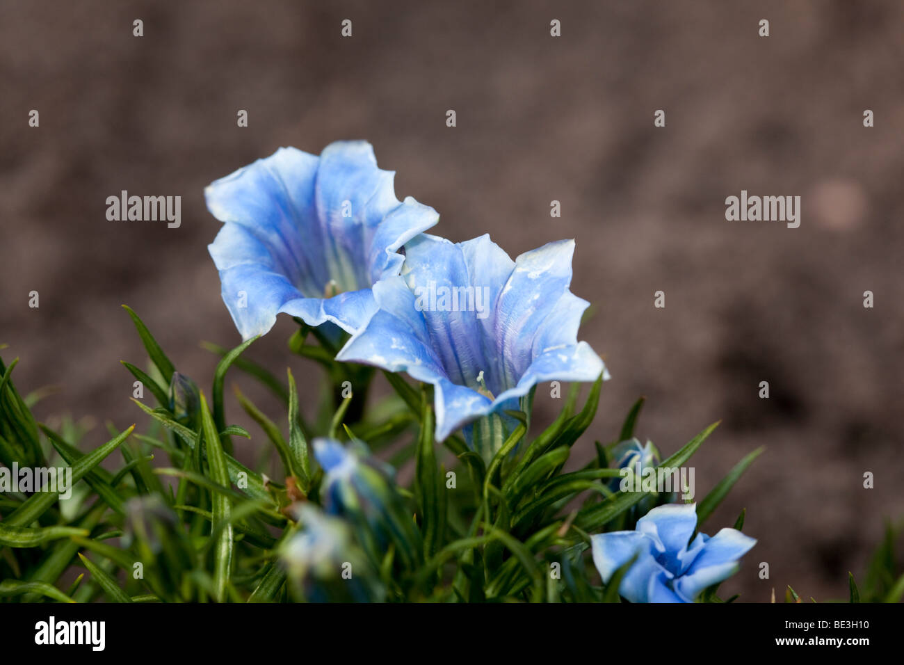 "Blu" di seta cinese appariscente genziana, Höstgentiana (Gentiana sino-ornata) Foto Stock