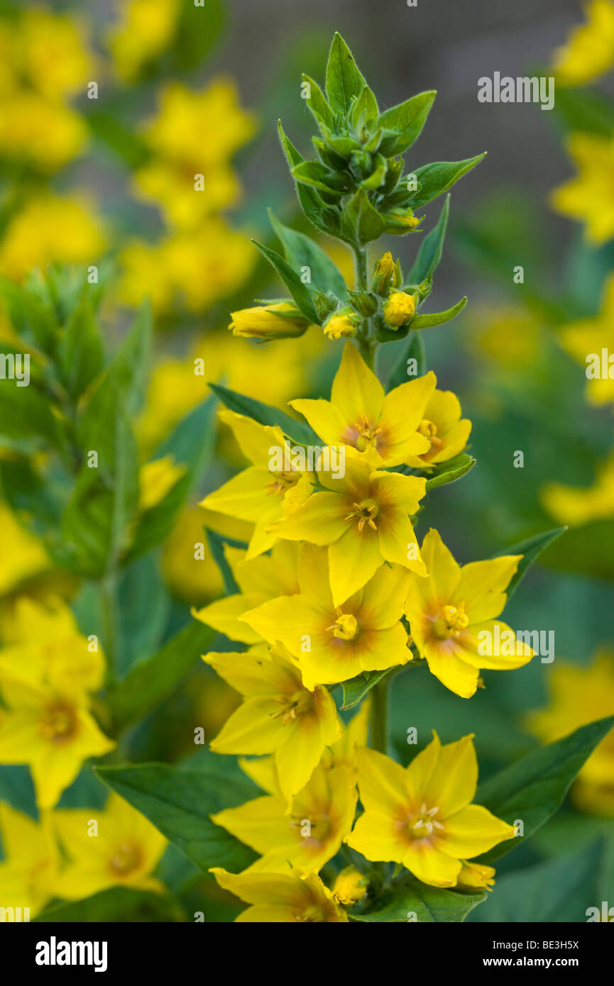 (Lysimachia Lysimachia punctata) Foto Stock