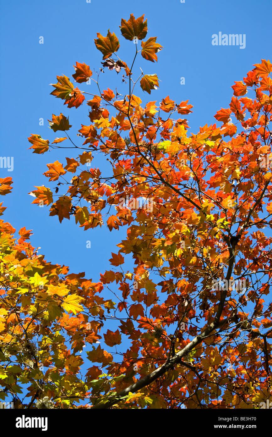 Autunno a colori in Hoyt Arboretum, Portland, Oregon, Stati Uniti d'America Foto Stock