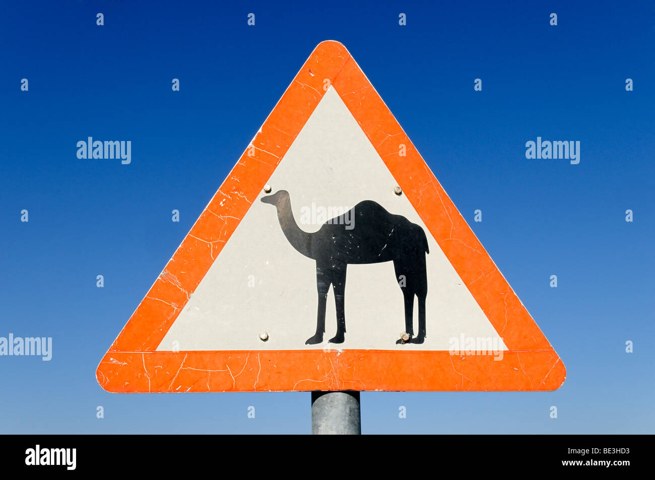 Avviso di cammello, segno di traffico nel Sultanato di Oman, Arabia, Medio Oriente Foto Stock