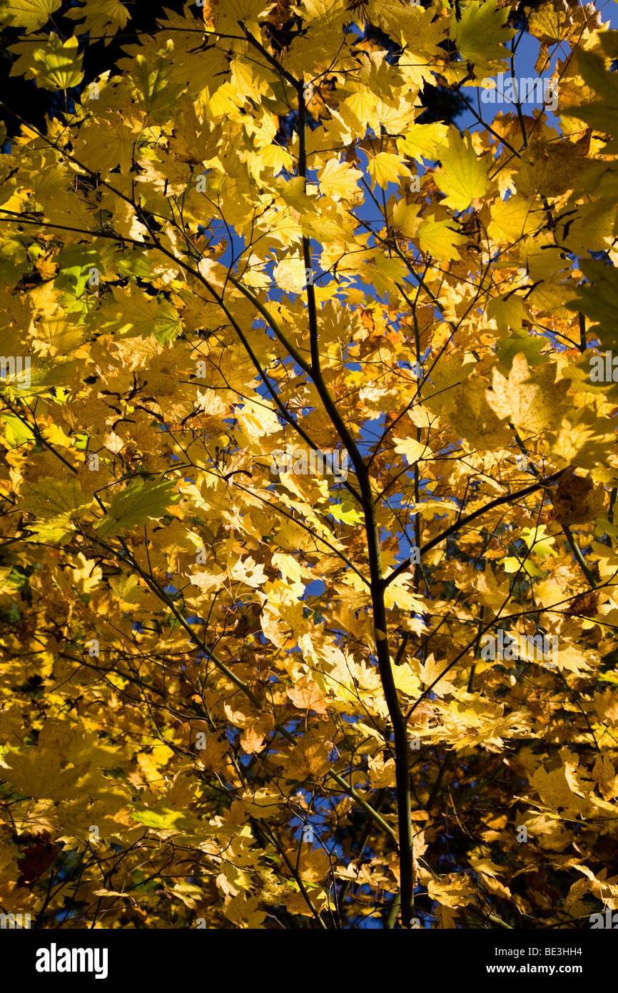 Autunno a colori in Hoyt Arboretum, Portland, Oregon, Stati Uniti d'America Foto Stock