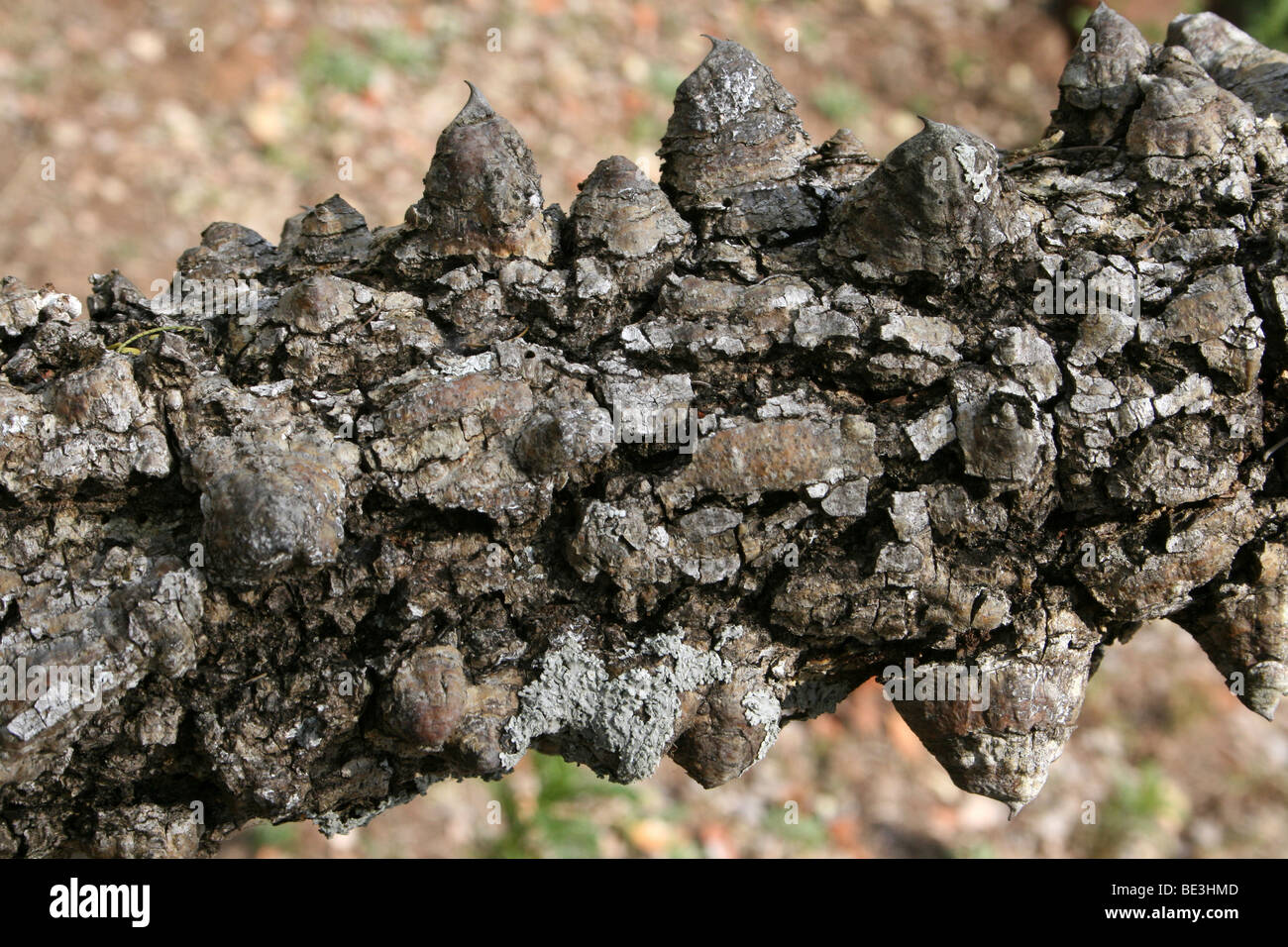 Tronco di albero della manopola Thorn Acacia - Acacia nigrescens prese nel Parco Nazionale di Kruger, Sud Africa Foto Stock