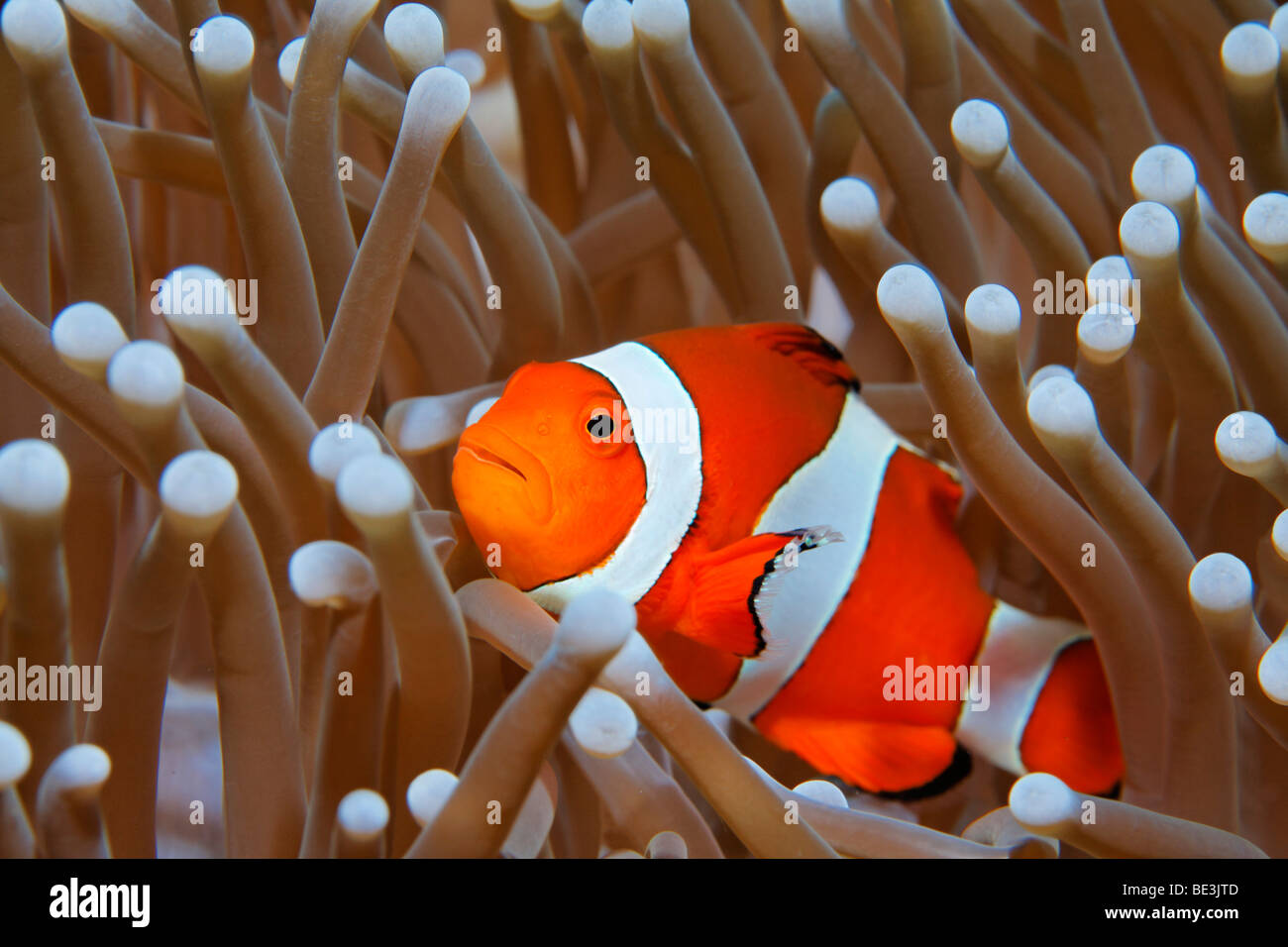 Clown Anemonefish (Amphiprion ocellaris) in host (anemone Heteractis crispa), Kuda, Bali, Indonesia, Oceano Pacifico Foto Stock