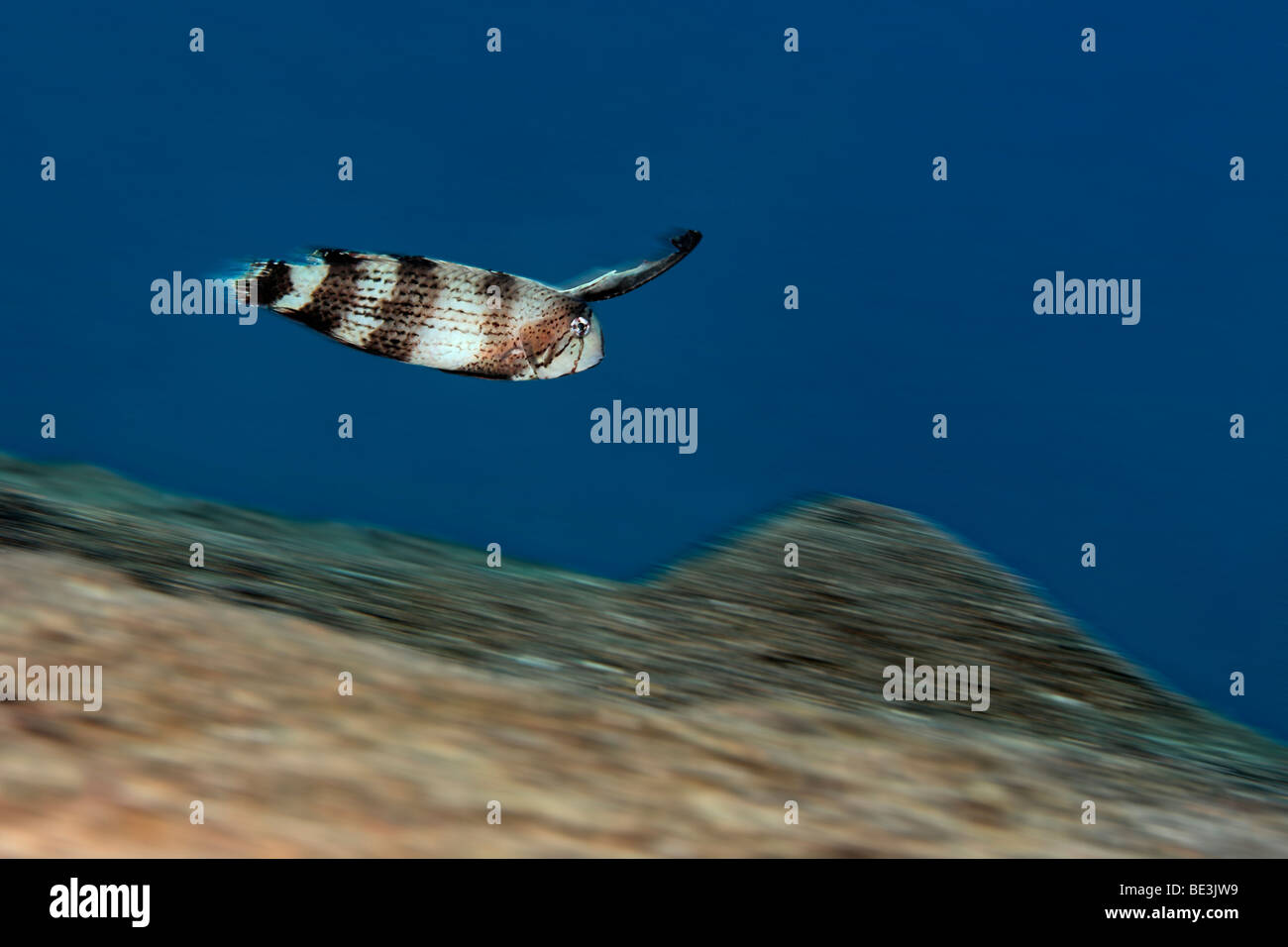 Rasoio blu wrasse (Xyrichtys pavo), i capretti swimmng sopra la parte inferiore sabbiosa, Kuda, Bali, Indonesia, Oceano Pacifico Foto Stock