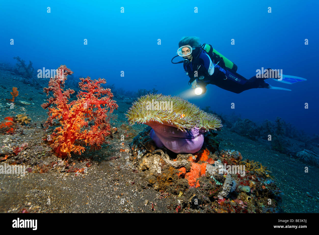 Paesaggio subacqueo con grandi soft coral, magnifica anemone marittimo (Heteractis magnifica) e un subacqueo, Kuda, Bali, Indonesia, Pa Foto Stock