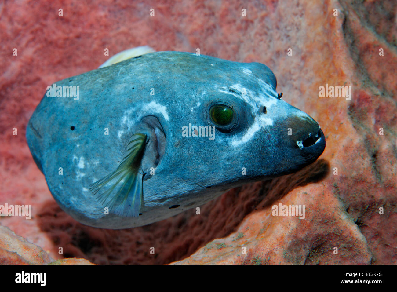 Blackspotted puffer (Arothron nigropunktatus) di appoggio in spugna, Kuda, Bali, Indonesia, Oceano Pacifico Foto Stock