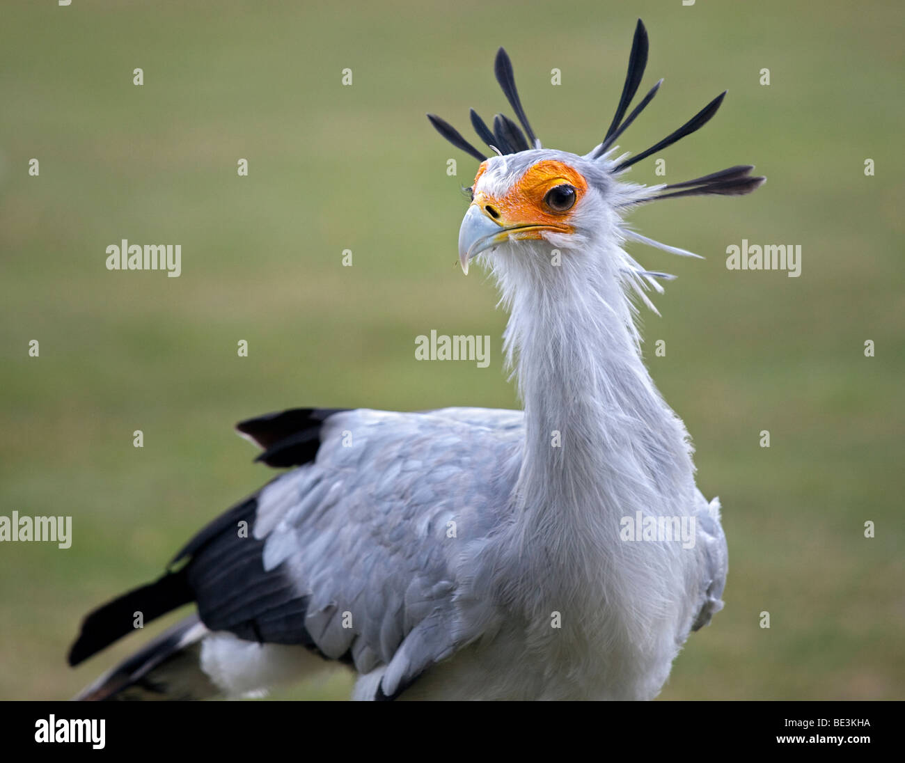 Segretario Bird (Sagittarius serpentarius) Foto Stock