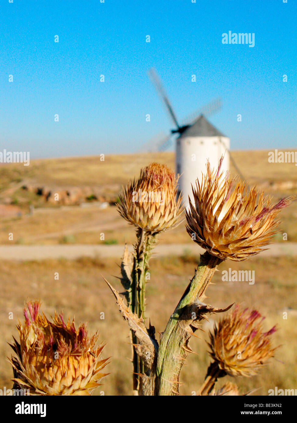 Fiori e il mulino a vento contro il cielo blu di La Mancha, in Spagna. Questi mulini a vento ha guadagnato fama dopo Cervantes' romanzo Don Chisciotte. Foto Stock Fiori e il mulino a vento contro il cielo blu di La Mancha, in Spagna. Questi mulini a vento ha guadagnato fama dopo Cervantes' romanzo Don Chisciotte. Foto Stock