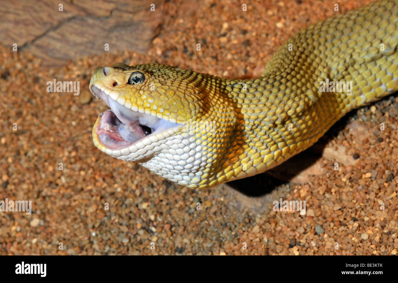 Mexican West Coast Rattlesnake (Crotalus basiliscus), la bocca spalancata, West Messico Foto Stock