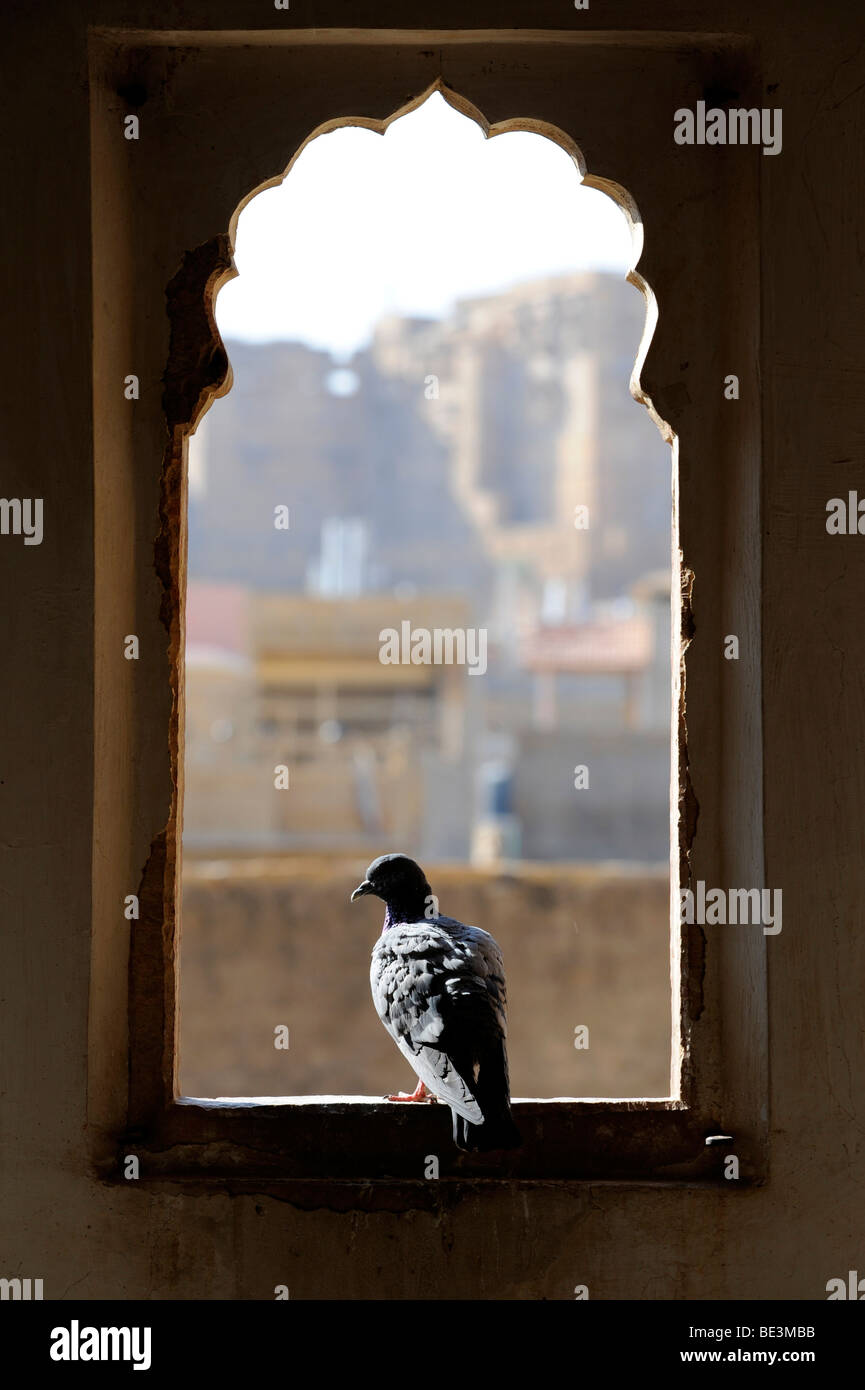 Colomba nella finestra di un havelis, casa di mercanti, in Jaisalmer, Rajasthan, Nord India, India, Asia del Sud, Asia Foto Stock