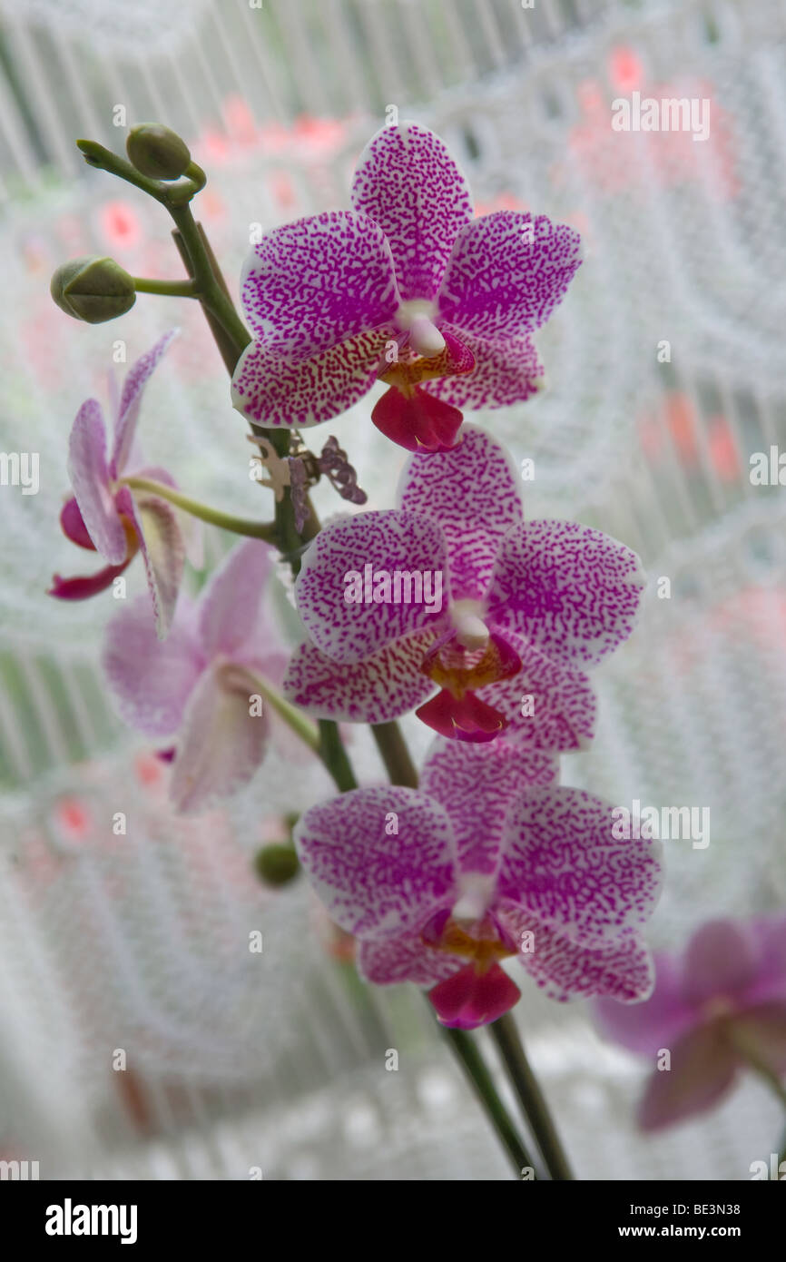 Phalaenopsis Orchidee Foto Stock