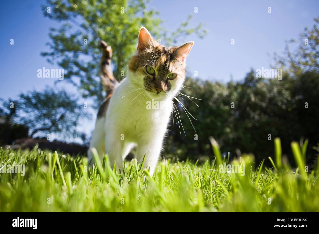 Giovani gatto in giardino Foto Stock