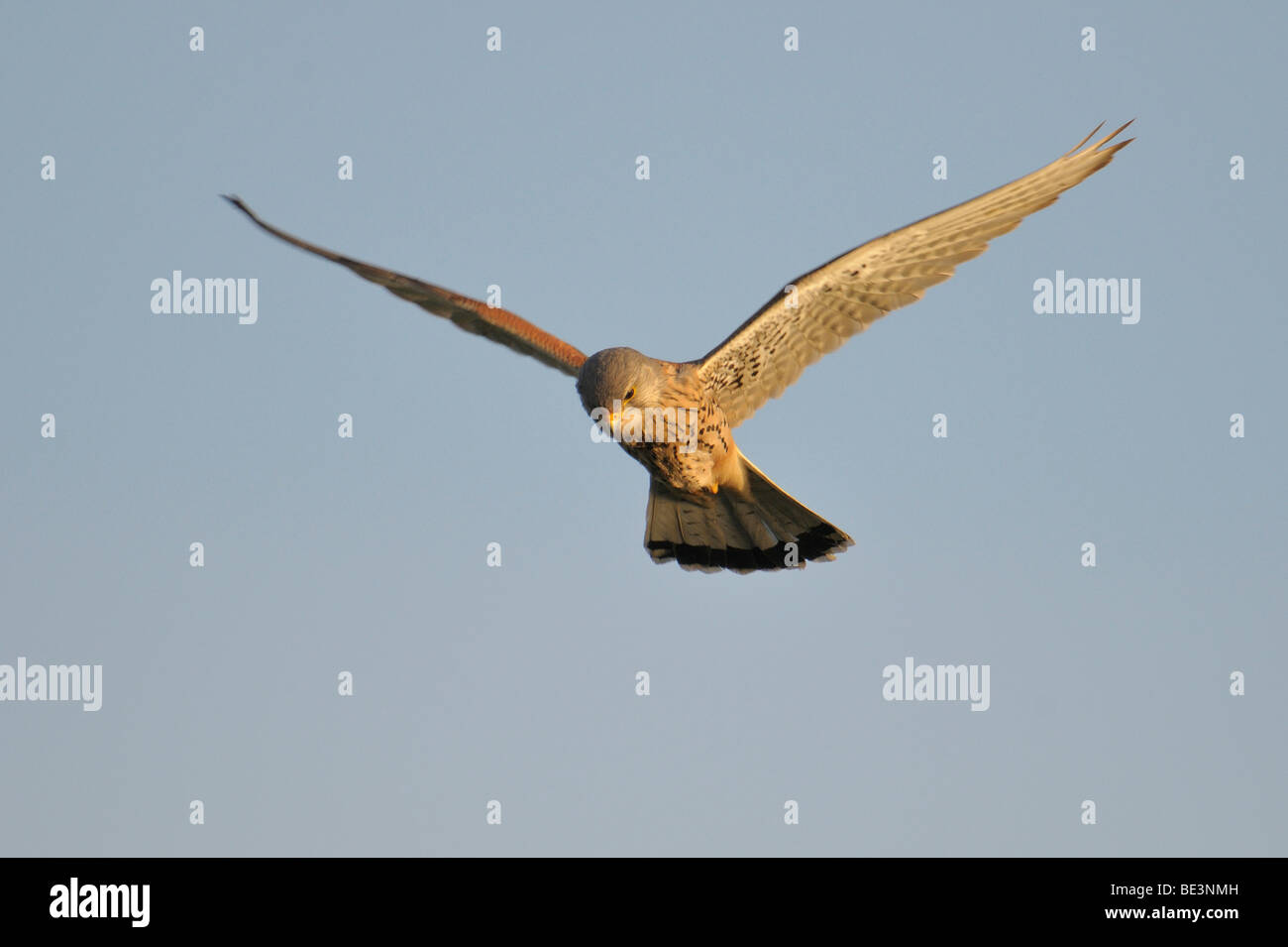 Il Gheppio (Falco tinnunculus) Foto Stock