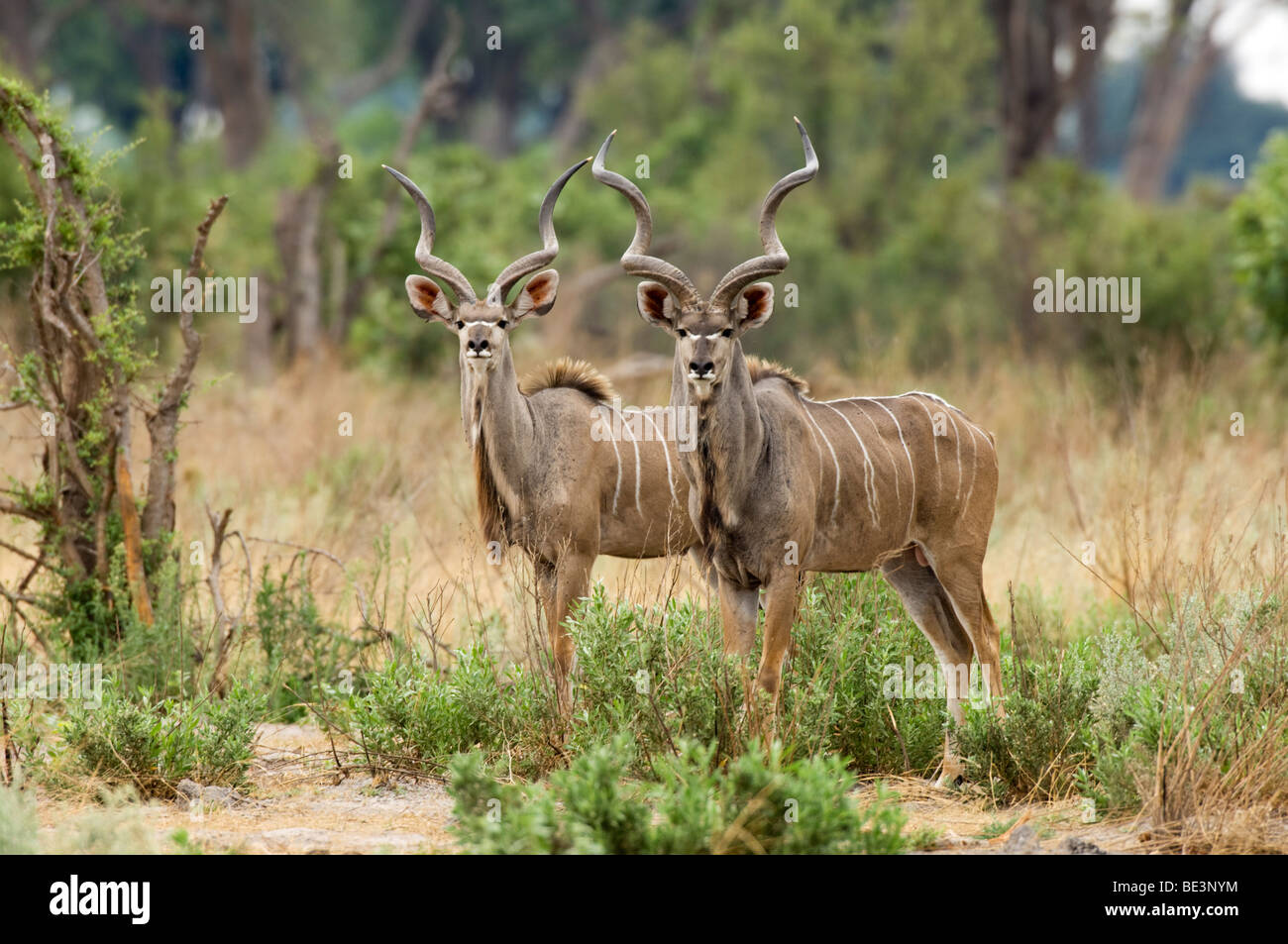 Kudu maggiore (Tragelaphus strepsiceros), Okavango Delta, Botswana Foto Stock