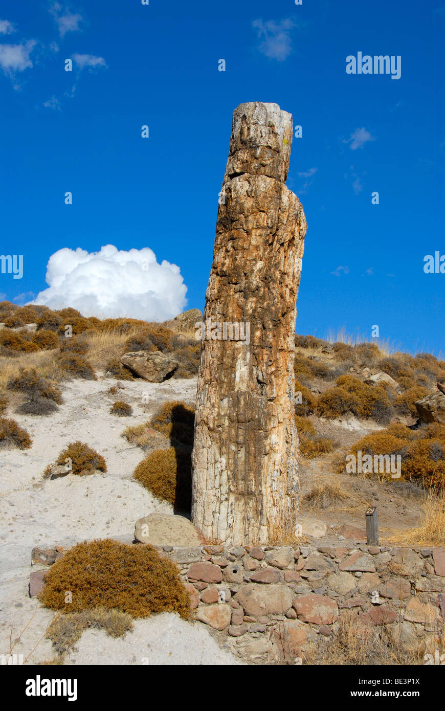 Pietrificati in piedi tronco di albero, foresta pietrificata tra Sigri e Antissa, Lesbo, Isole del Mar Egeo, in Grecia, in Europa Foto Stock