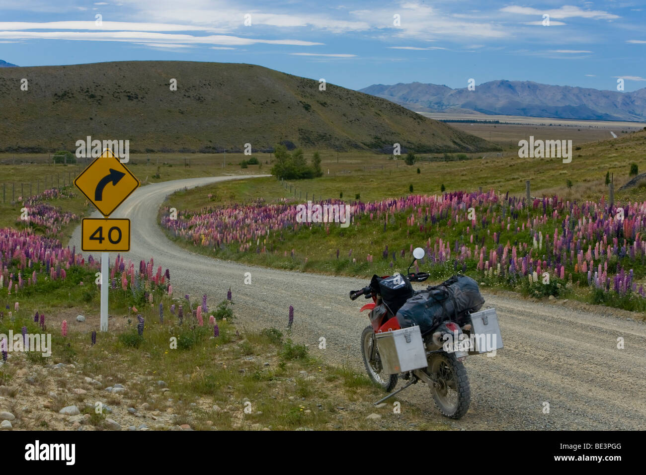 Moto Enduro su una strada di ghiaia con colorati lupini (Lupinus), il Lago Tekapo, Isola del Sud, Nuova Zelanda Foto Stock