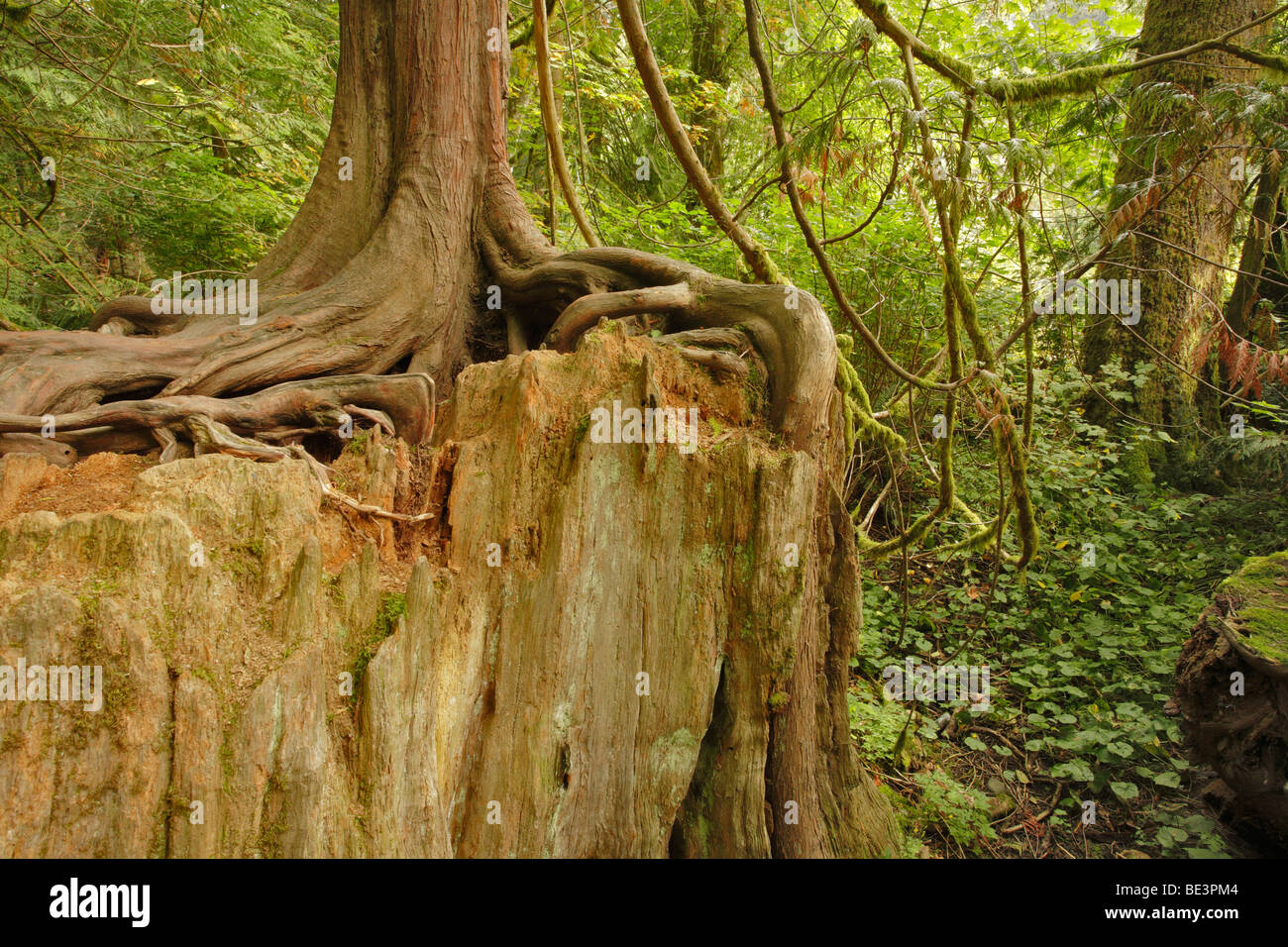 West coast foresta pluviale temperata-Goldstream Provincial park, Victoria, British Columbia, Canada. Foto Stock