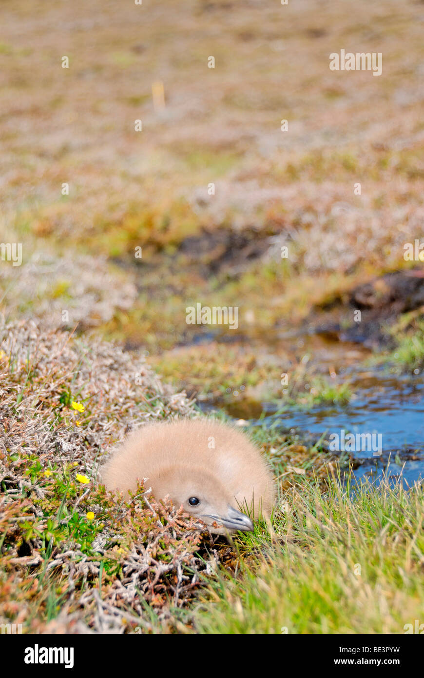 Grande Skua (Stercorarius skua) pulcino, Fair Isle, Shetland, Regno Unito, Europa Foto Stock