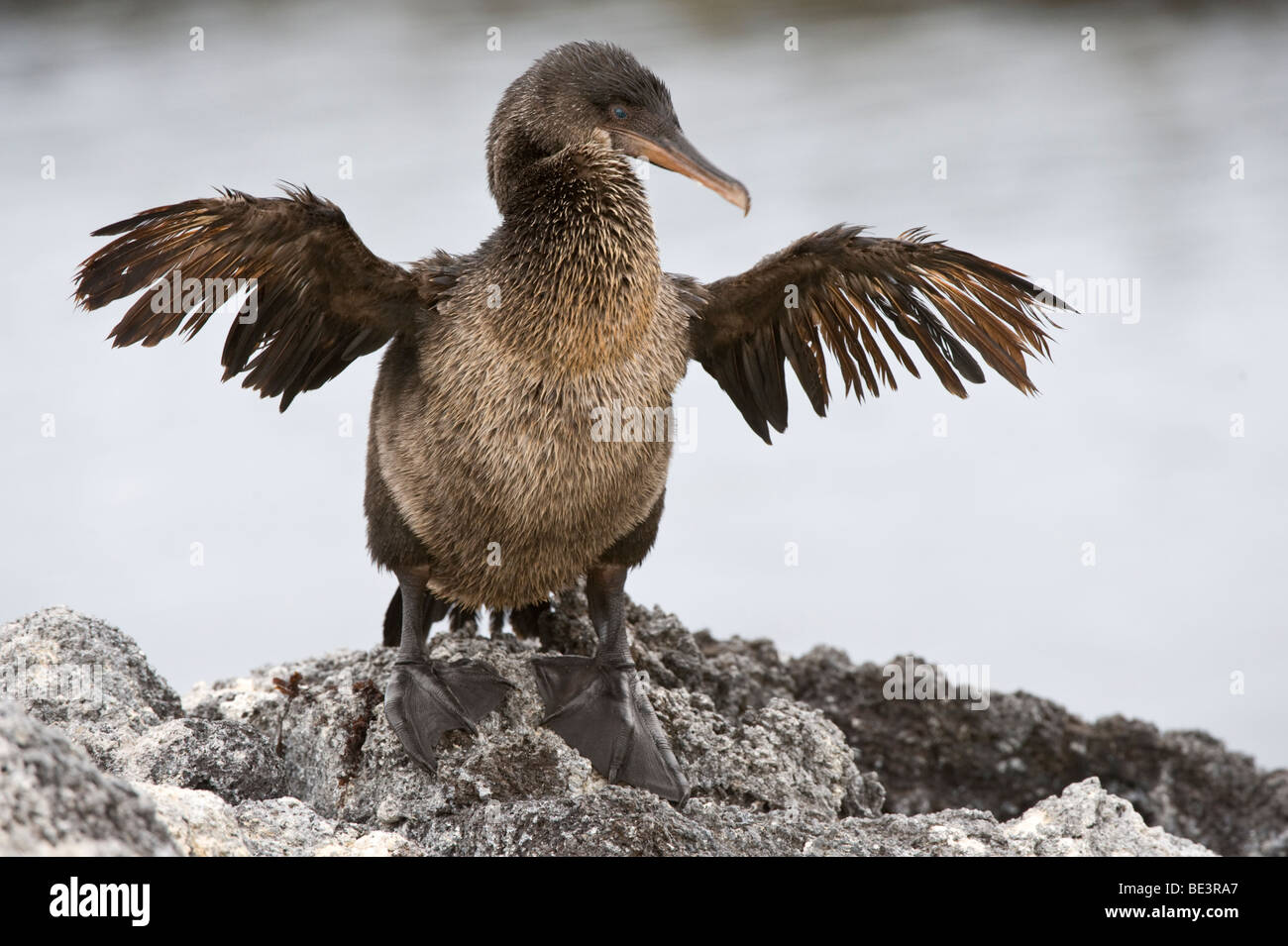 Flightless Cormorant (Nannopterum harrisi) essiccare il suo diminutivo ali Punta Albemarle Isabela Galapagos Ecuador Oceano Pacifico Foto Stock