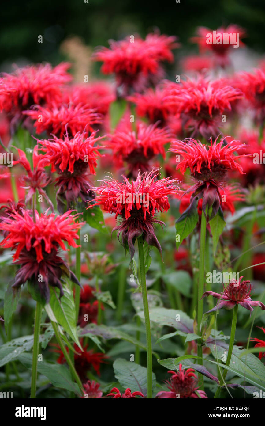 Il bergamotto, Scarlet Beebalm, Scarlet Monarda, Oswego Tea o Crimson Beebalm, Monarda didyma 'Cambridge Scarlet', Lippenblütler, STATI UNITI D'AMERICA Foto Stock