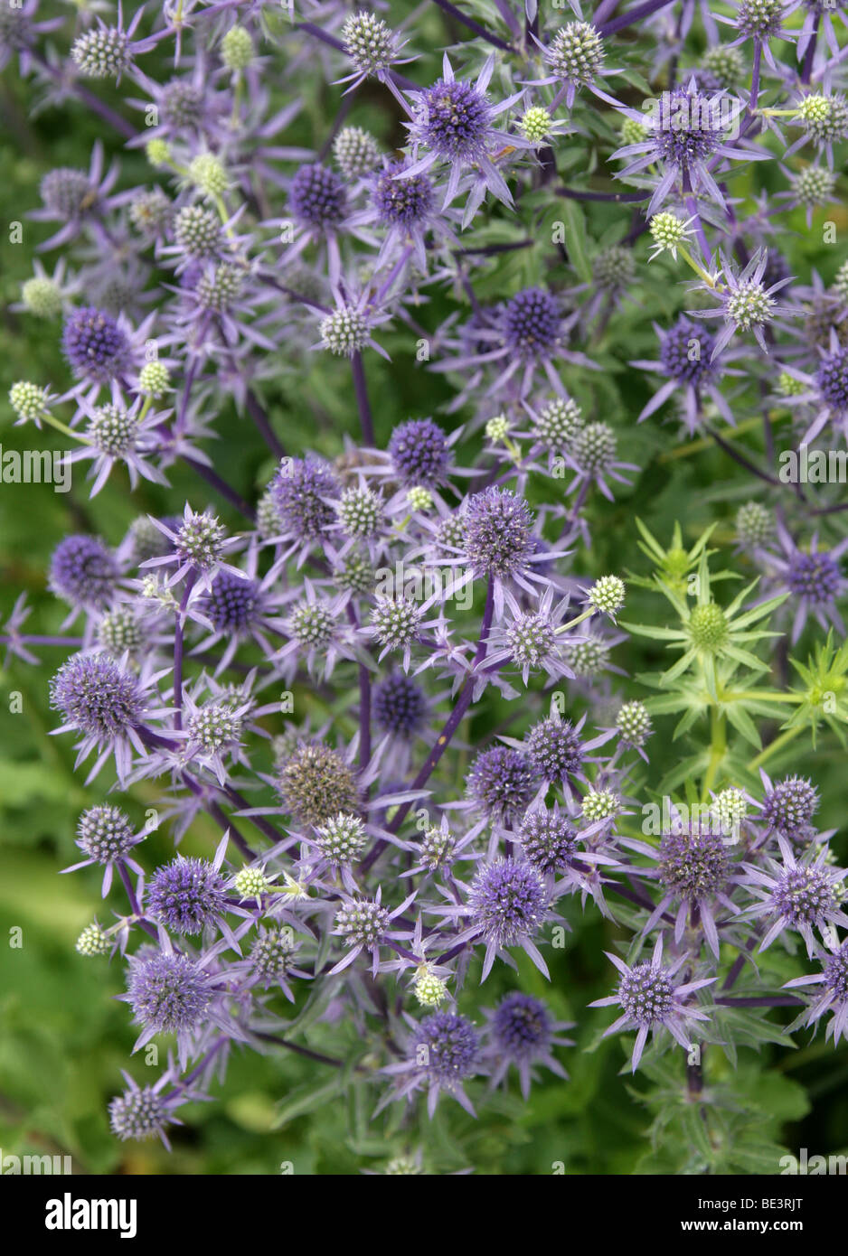 Mare Holly, Eryngium planum 'blu glitter', Apiaceae Foto Stock