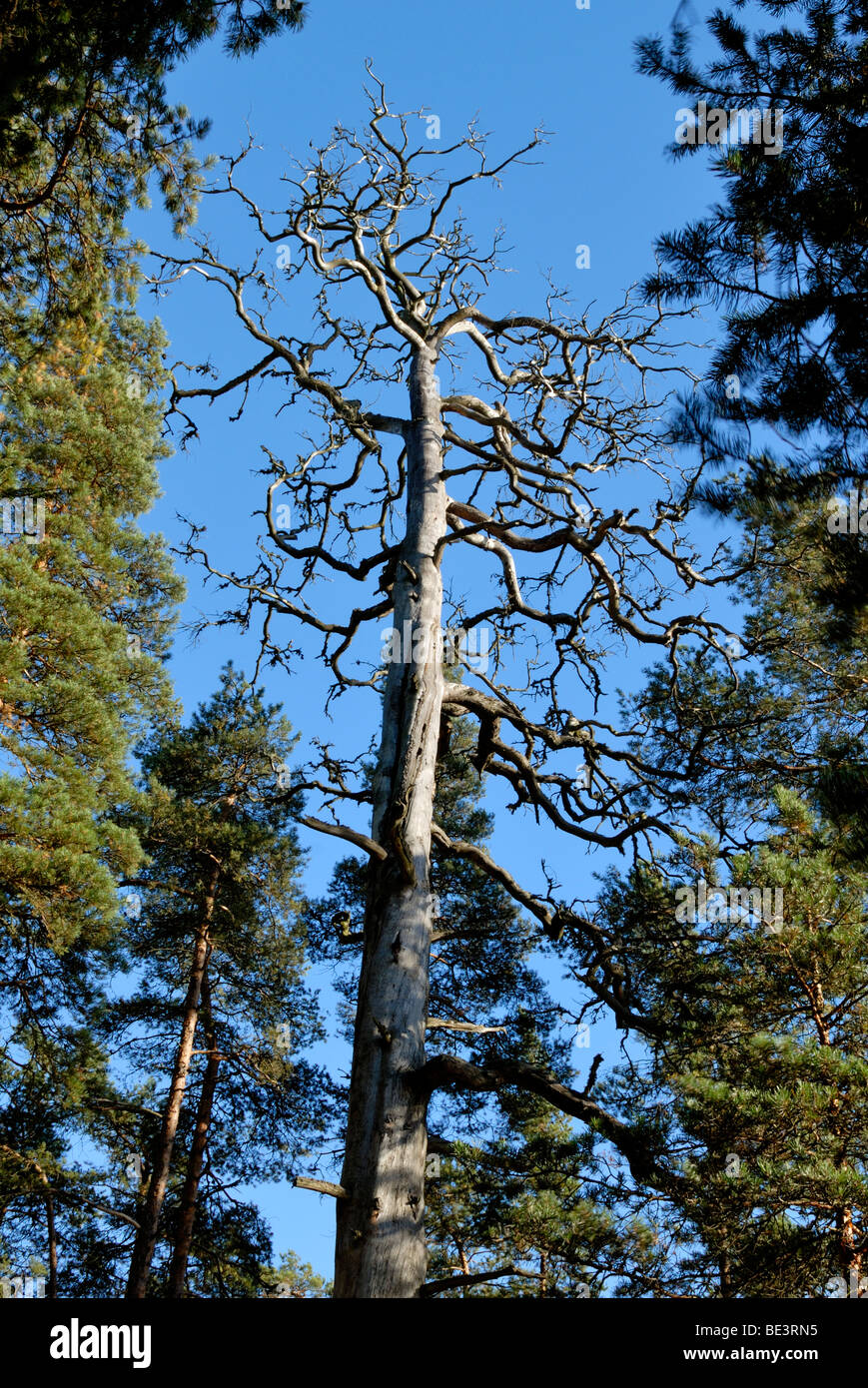 Morto un vecchio barkless pino, Pinus sylvestris, in piedi nella foresta. Porvoo, Finlandia e Scandinavia, Europa. Foto Stock