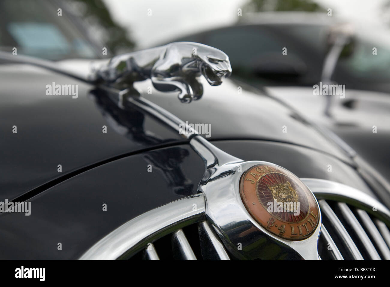 Saltando Jaguar ornamento del cofano su vintage Jag a Scottish Borders automobilismo storico stravaganza 2009 Foto Stock