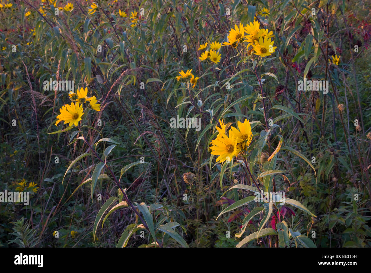 Girasoli in tallgrass prairie a inizio autunno, Rolling Thunder Prairie membro preservare, Warren County, Iowa Foto Stock