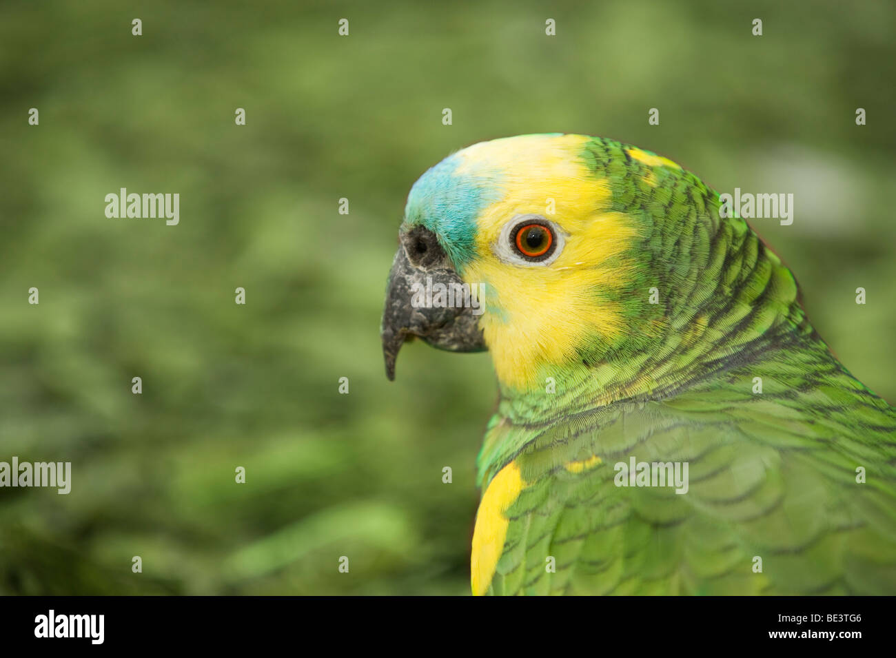 Testa di pappagallo guardando a sinistra, con copia spazio. Foto Stock