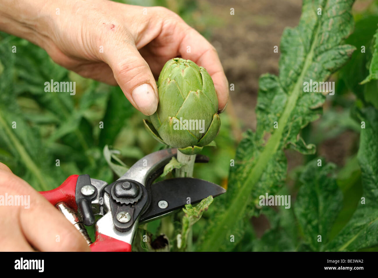 Una donna la raccolta di carciofi sul suo riparto garden, REGNO UNITO Foto Stock