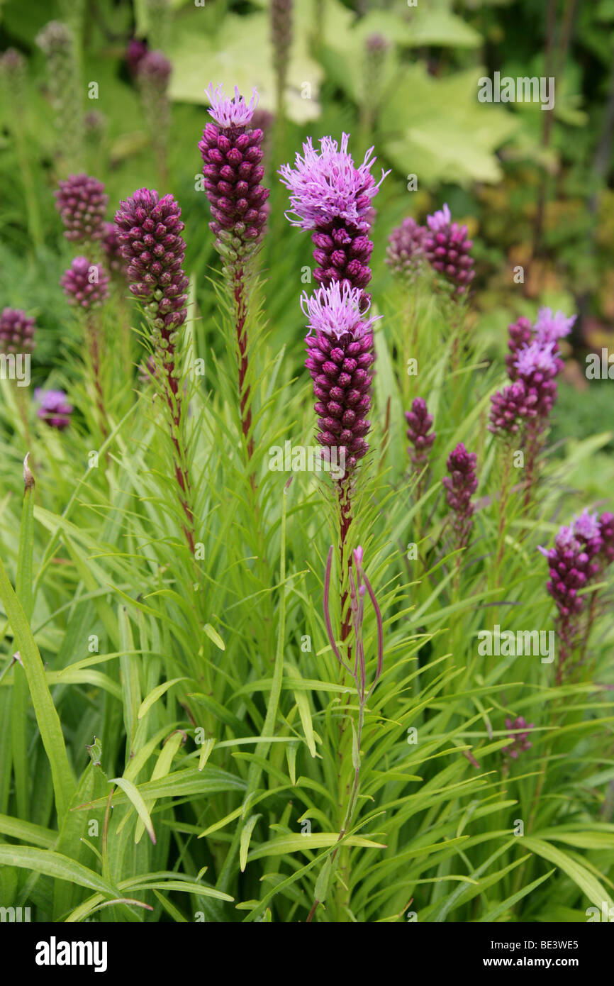 Blazing Star, Dense Blazing Star, Prairie Gay giù, Kobold Dense Blazing Star o Kobold Gayfeather, Liatris spicata Foto Stock