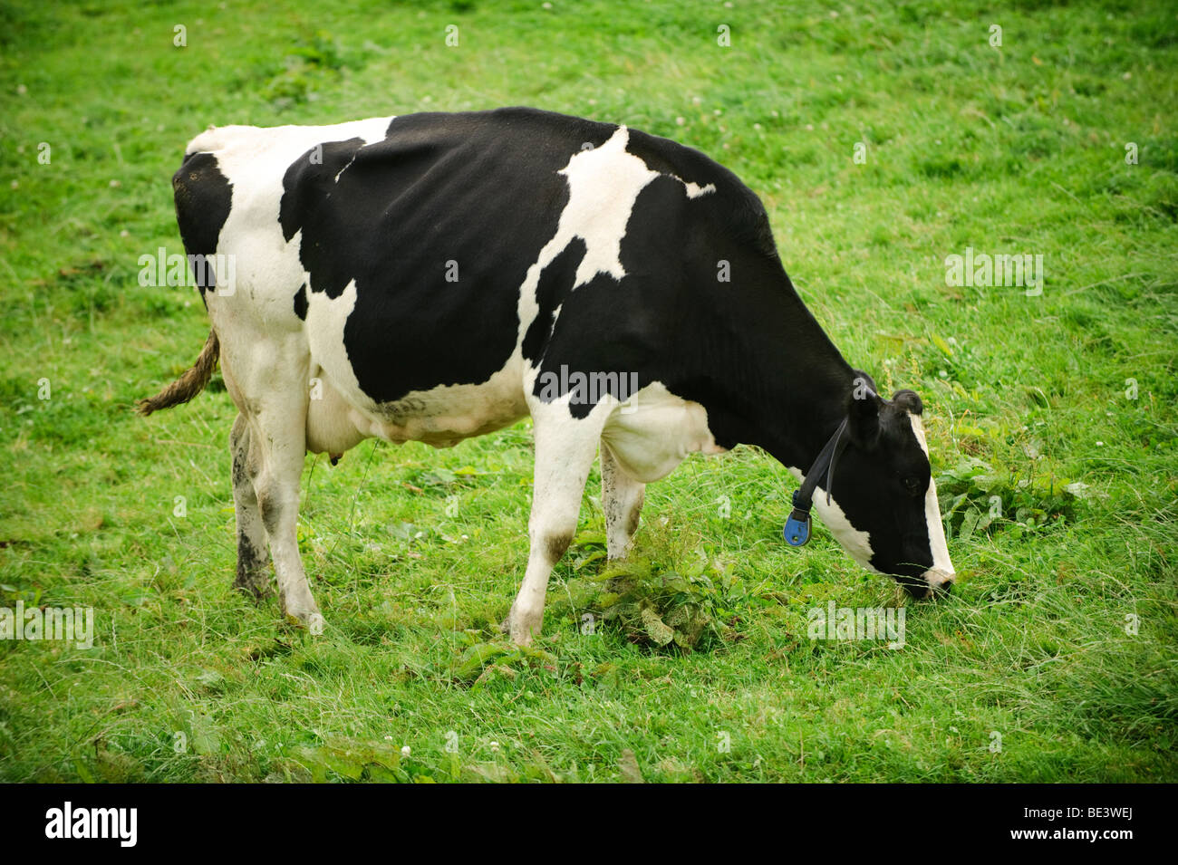 Un bianco e nero il frisone vacca da latte al pascolo di erba verde in un campo, England Regno Unito Foto Stock