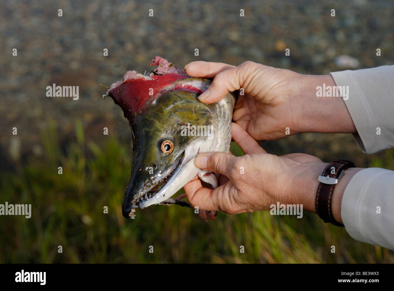 Il Salmone Sockeye, Oncorhynchus nerka, testa, dopo un orso ha mangiato il corpo Foto Stock