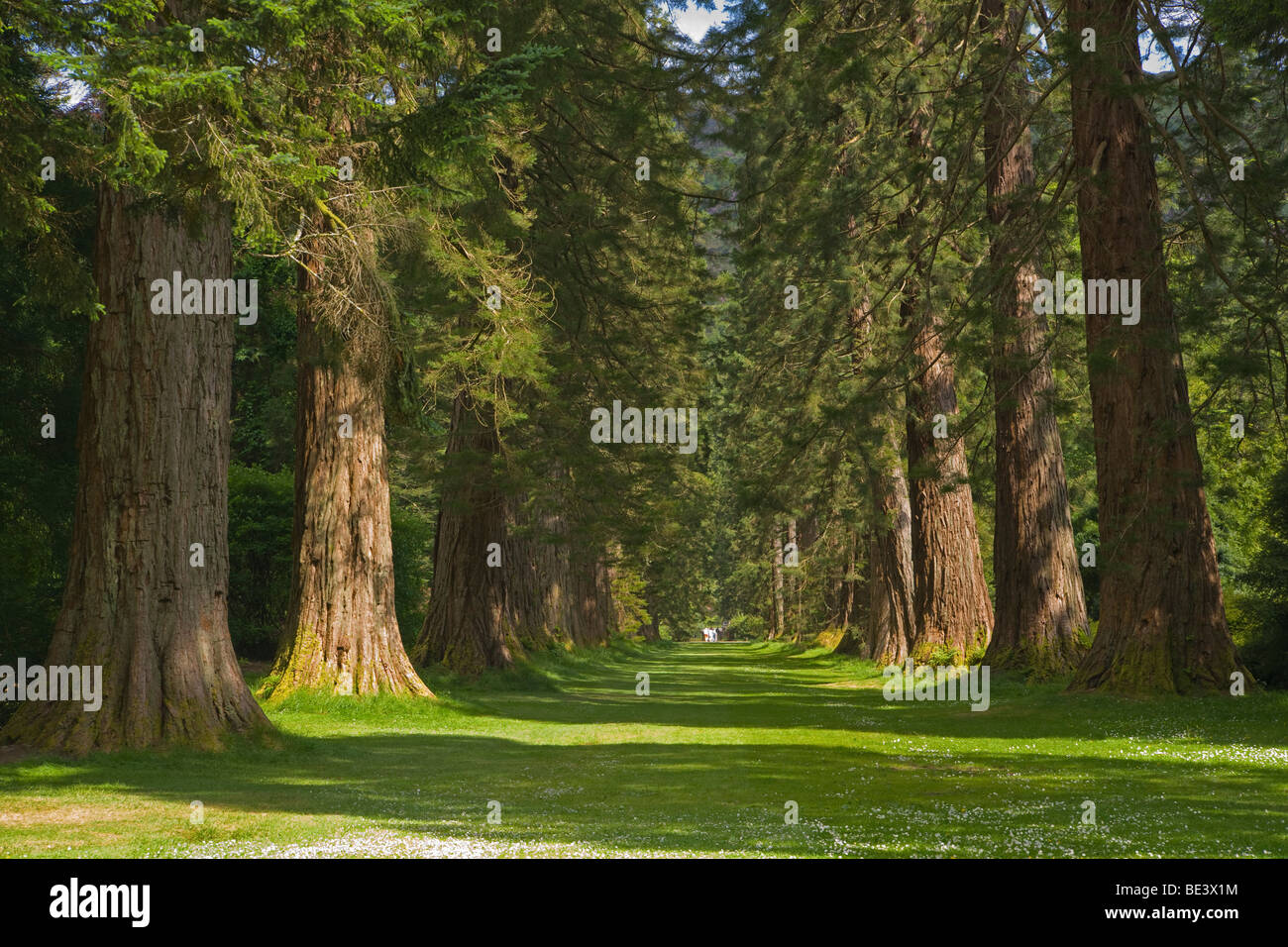 Redwood Avenue, Benmore giovani Botanic Garden, Argyl e Bute, Scozia. Giugno, 2009 Foto Stock