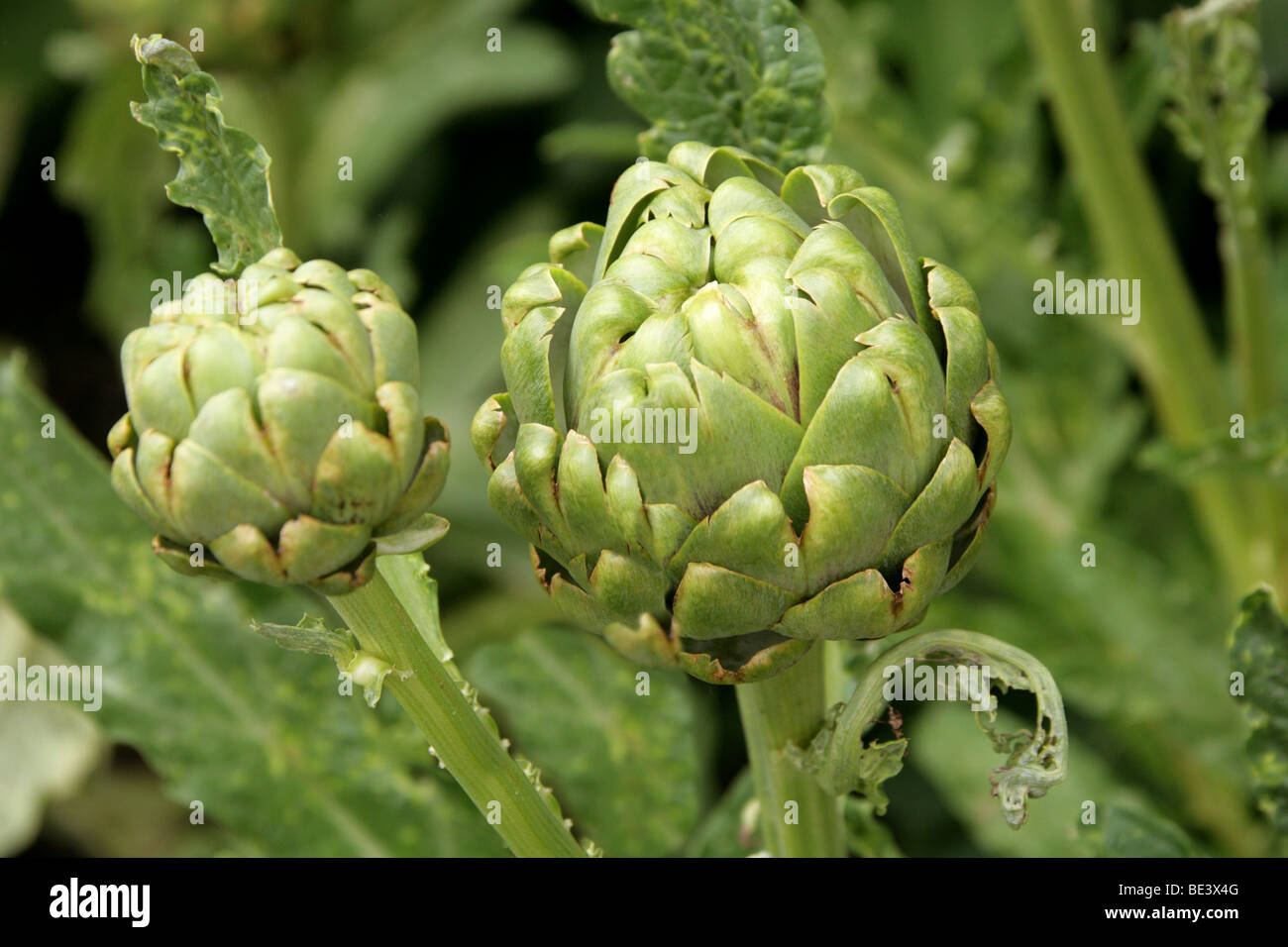 Carciofi, Cynara scolymus, Asteraceae Foto Stock