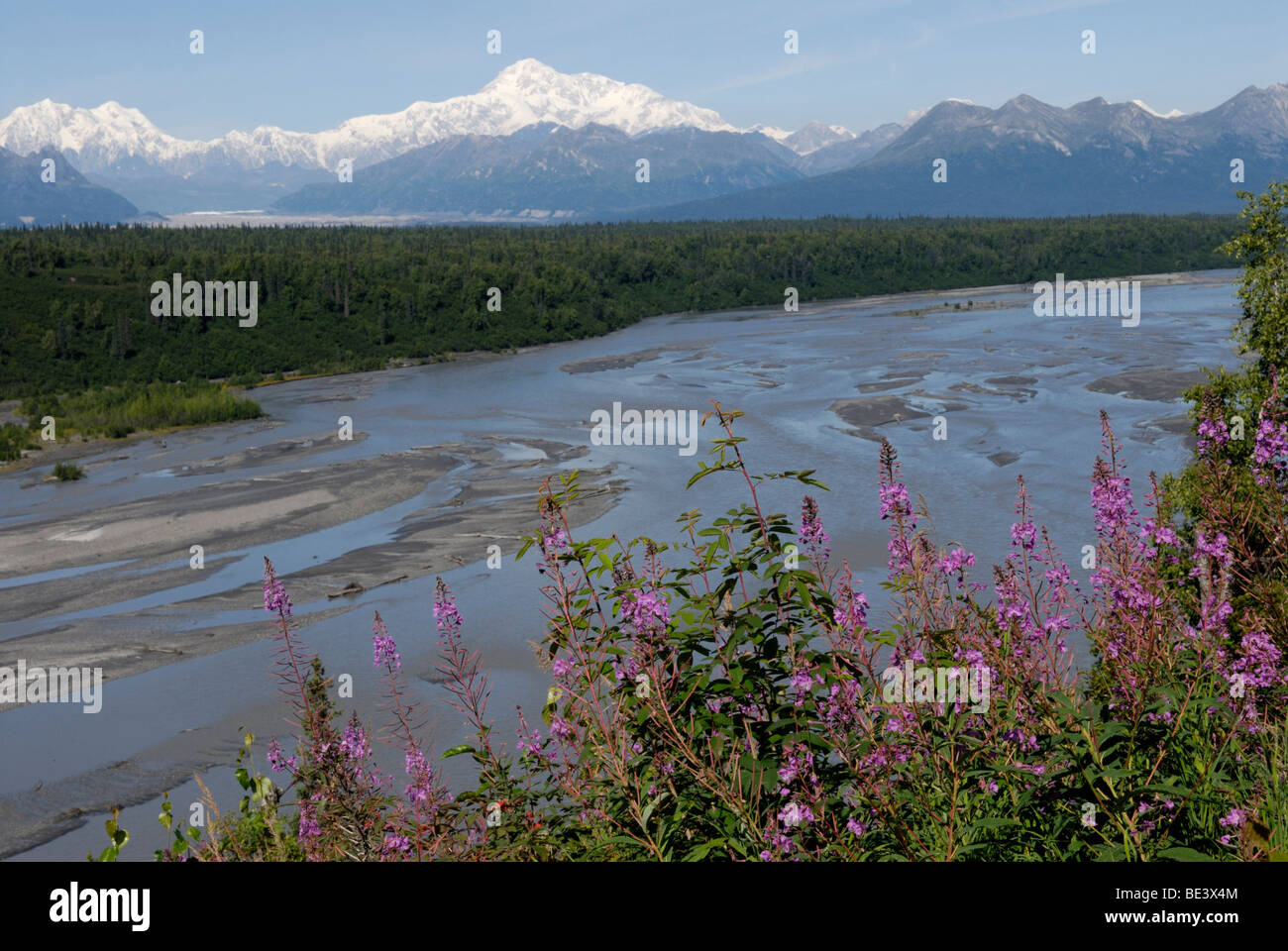 Mt McKinley e l'Alaska Range da sud con il fiume Chulitna e fireweed, Epilobium angustifolium Foto Stock