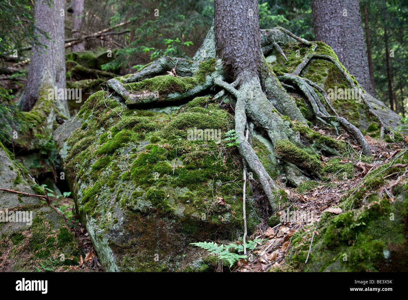 Curly radici spesse che cresce su una roccia nel Parco nazionale della Sächsische Schweiz, Germania Foto Stock
