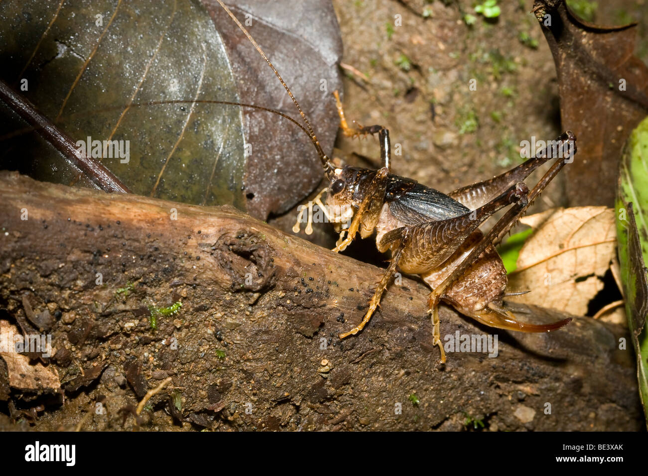 Grotta cricket, famiglia Rhaphidophoridae, ordine Orthoptera. Fotografato in Costa Rica. Foto Stock