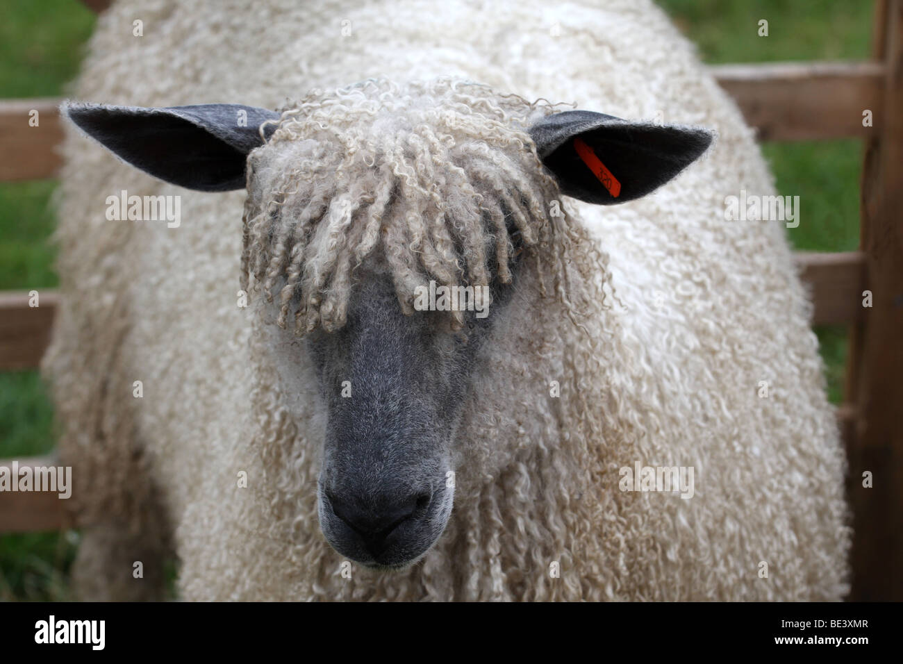 Wensleydale pecore a Nidderdale Visualizza Foto Stock