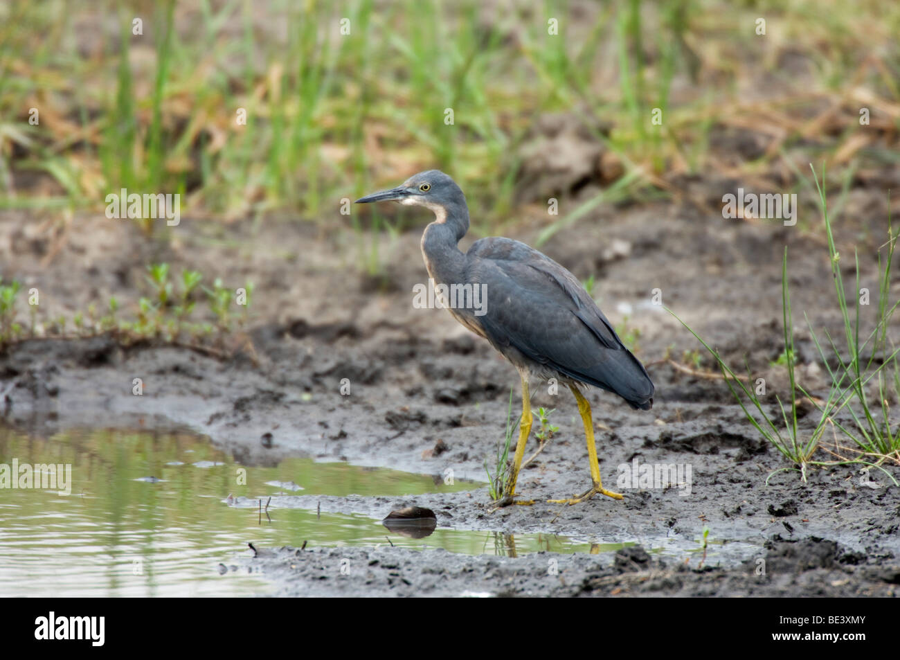 Slaty garzetta (Egretta vinaceigula), Okavango Delta, Botswana Foto Stock