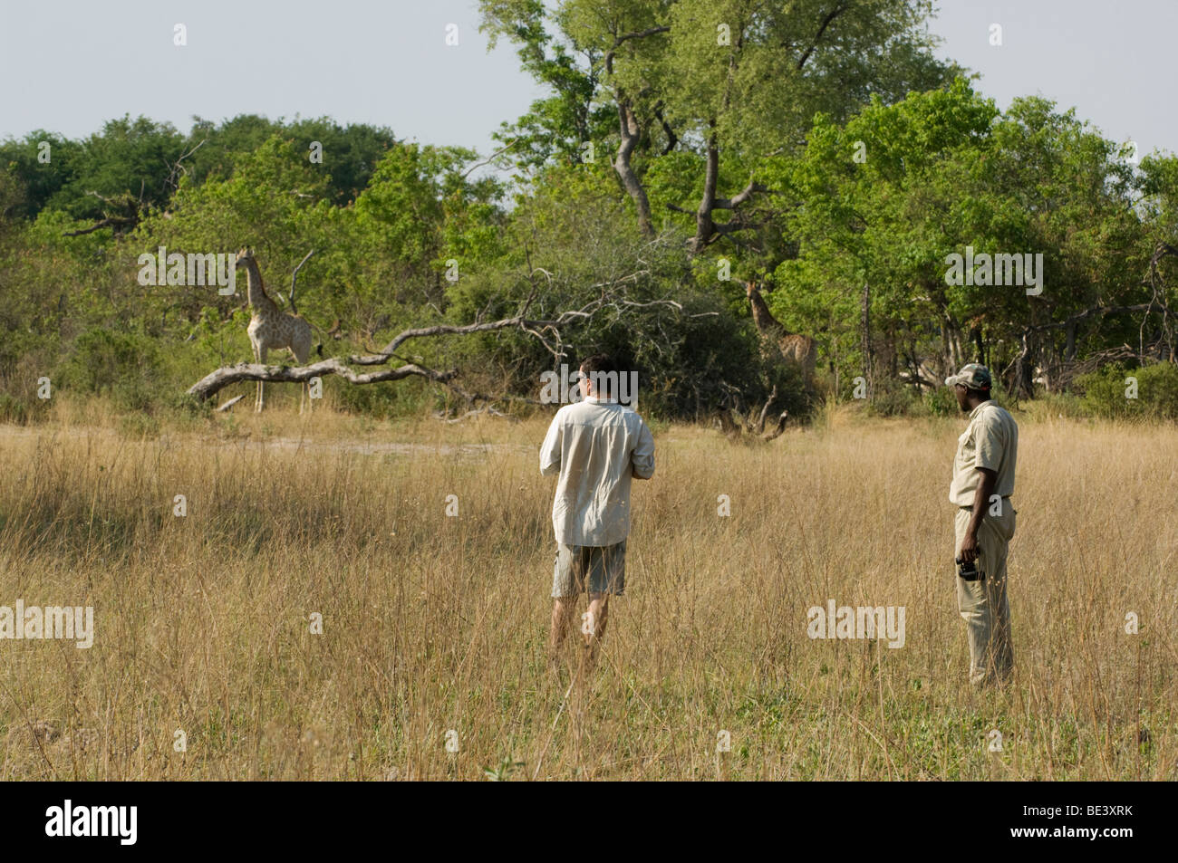 Tourist guardando giraffe (giraffa camelopardalis giraffa), su un safari a piedi, Okavango Delta, Botswana Foto Stock