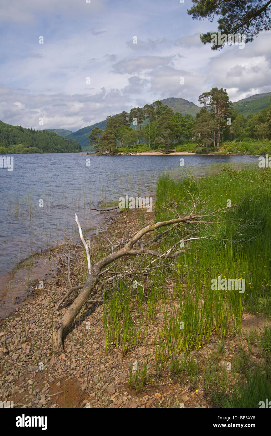 Loch Eck, Argyll Forest Park, Argyl e Bute, Scozia. Giugno, 2009 Foto Stock