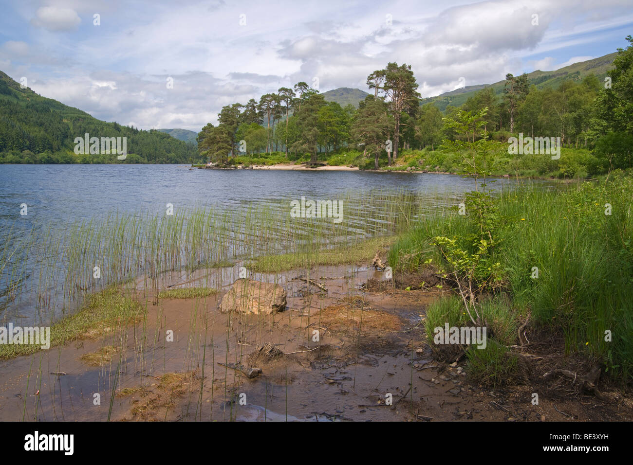 Loch Eck, Argyll Forest Park, Argyl e Bute, Scozia. Giugno, 2009 Foto Stock