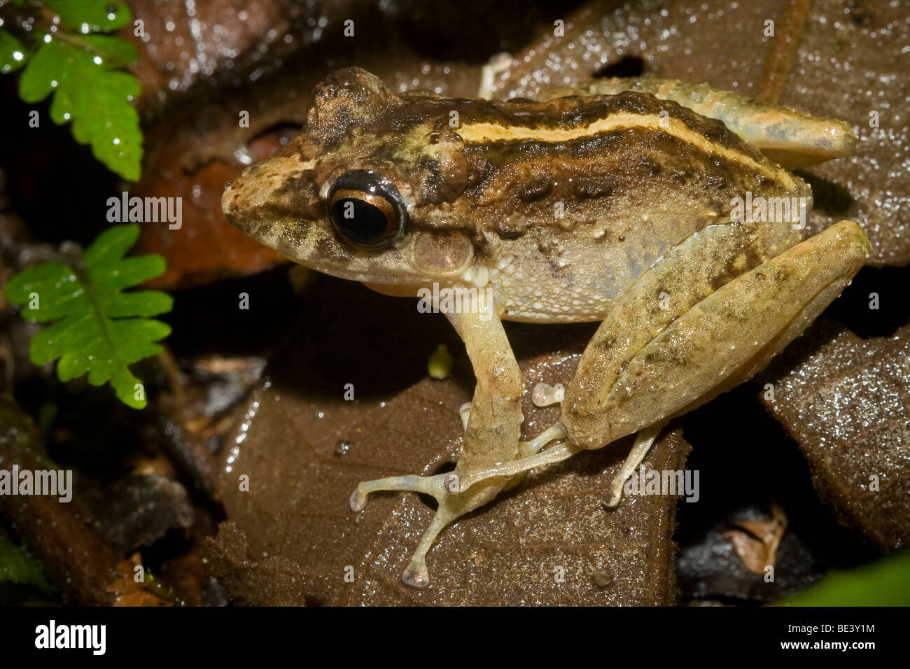 Un Fitzinger della rana di pioggia (Craugastor fitzingeri) nella figliata di foglia. Fotografato in Costa Rica. Foto Stock