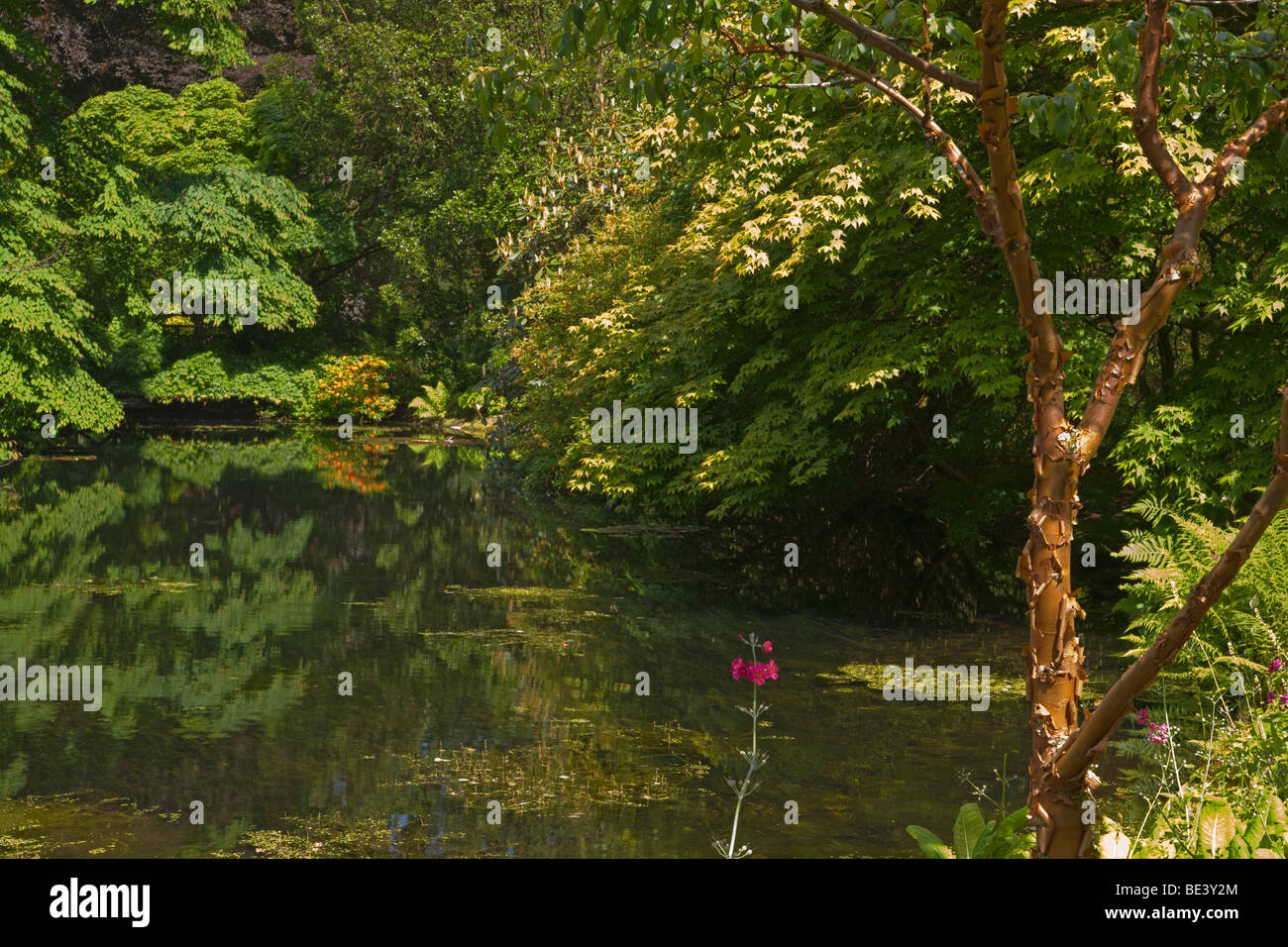 Stagno, Benmore giovani Botanic Garden, Argyl e Bute, Scozia. Giugno, 2009 Foto Stock